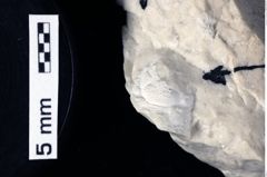 Foto (Detailansicht) von Culmenformosa sp. (NHMW-GEO-1990-0041-0236)